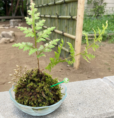 グリーンフェスタ